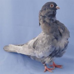MEWKA CHISKA6